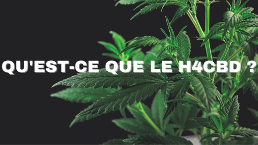 Qu’est ce que le H4CBD ?