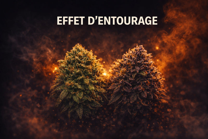 Effet entourage : quand terpènes et cannabinoïdes jouent en équipe
