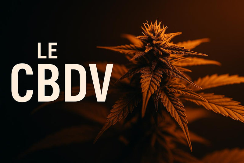 CBDV : un cannabinoïde encore discret, mais plein de potentiel