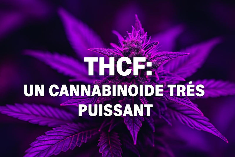 THCF : le cannabinoïde ultra-puissant qui fait débat