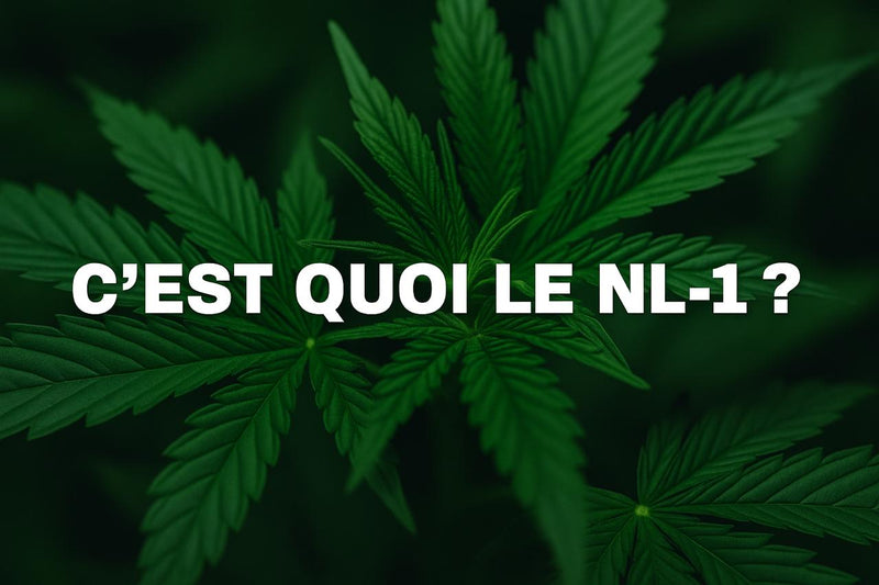 NL-1 : un nouveau cannabinoïde qui change la donne