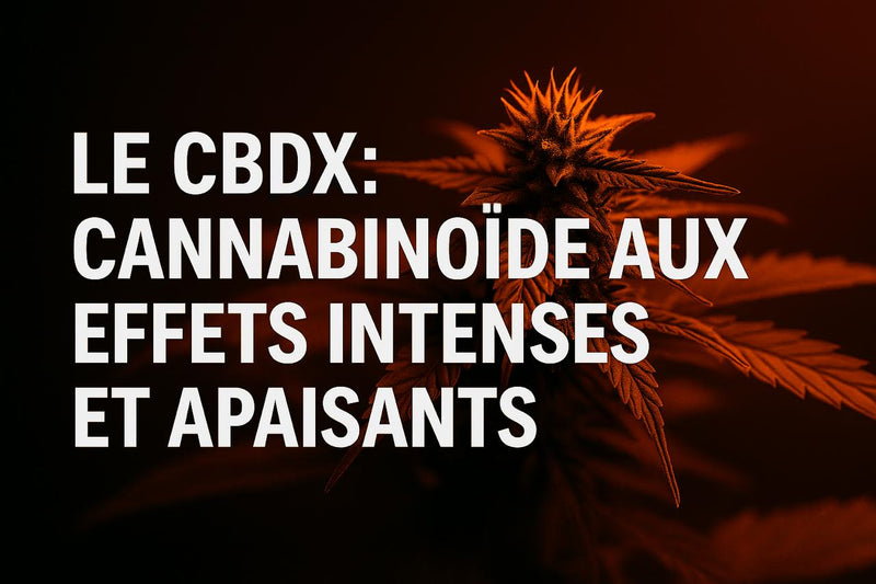 CBDX : une nouvelle expérience entre intensité et apaisement