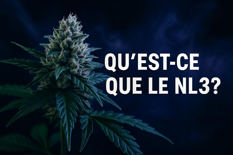 Qu’est-ce que le NL3 ?