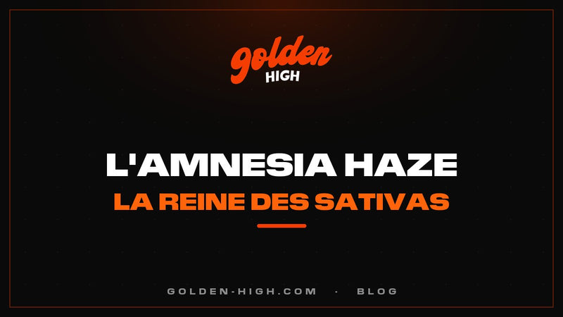Amnesia weed : l'Amnesia Haze, son histoire, son goût, ses effets
