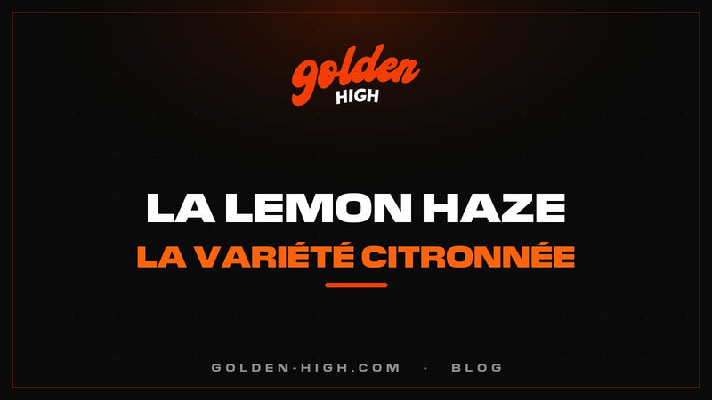 Lemon Haze : génétique, arômes et effet de la variété citronnée