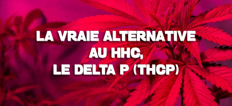 La vraie alternative au HHC, Le Delta P (THCP)