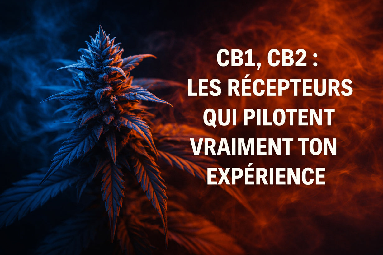 CB1, CB2 : les récepteurs qui pilotent vraiment ton expérience