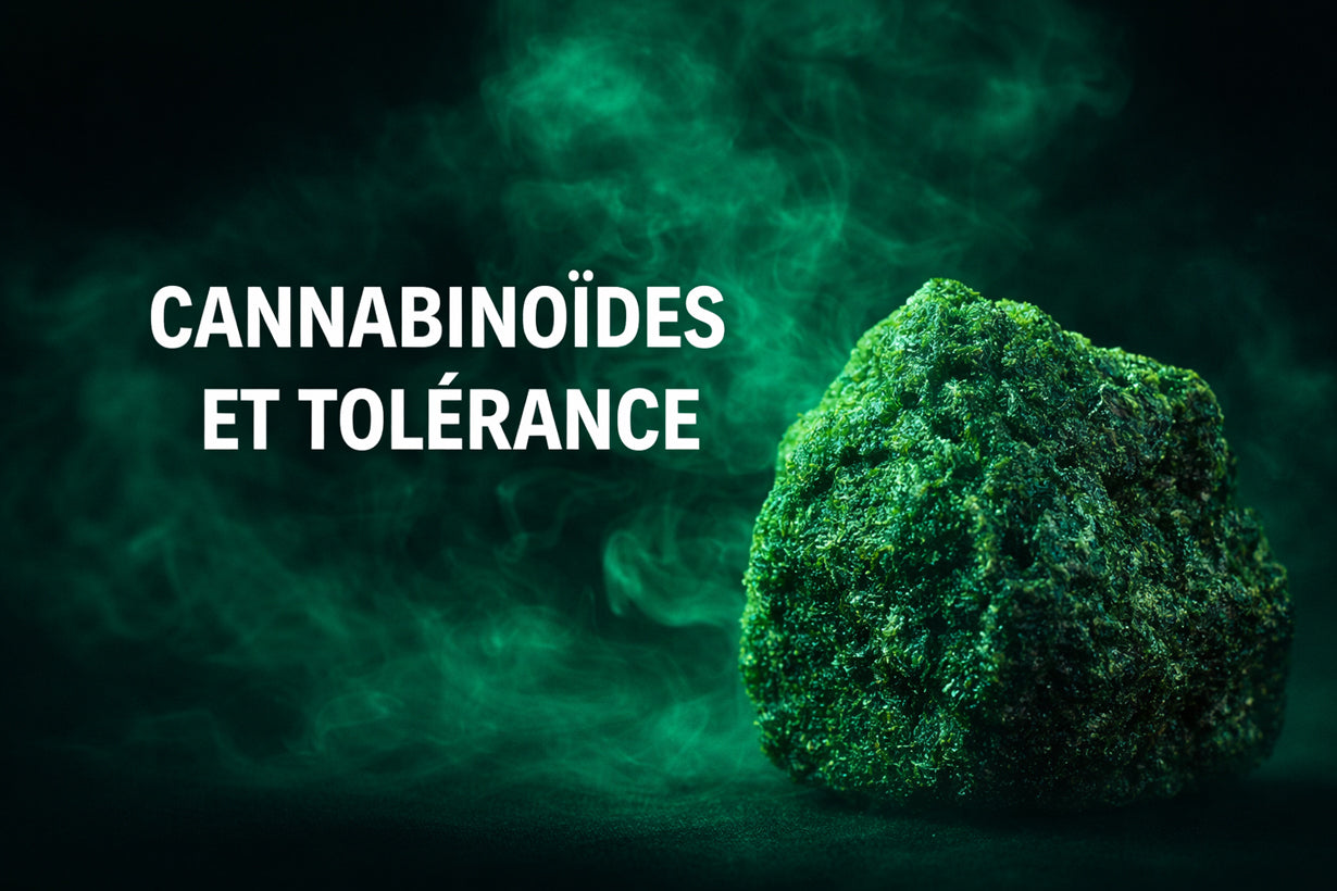 Cannabinoïdes et tolérance : pourquoi certains effets s’essoufflent avec le temps