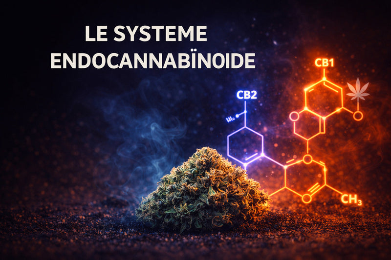 Le système endocannabinoïde sans jargon : comment ton corps réagit vraiment