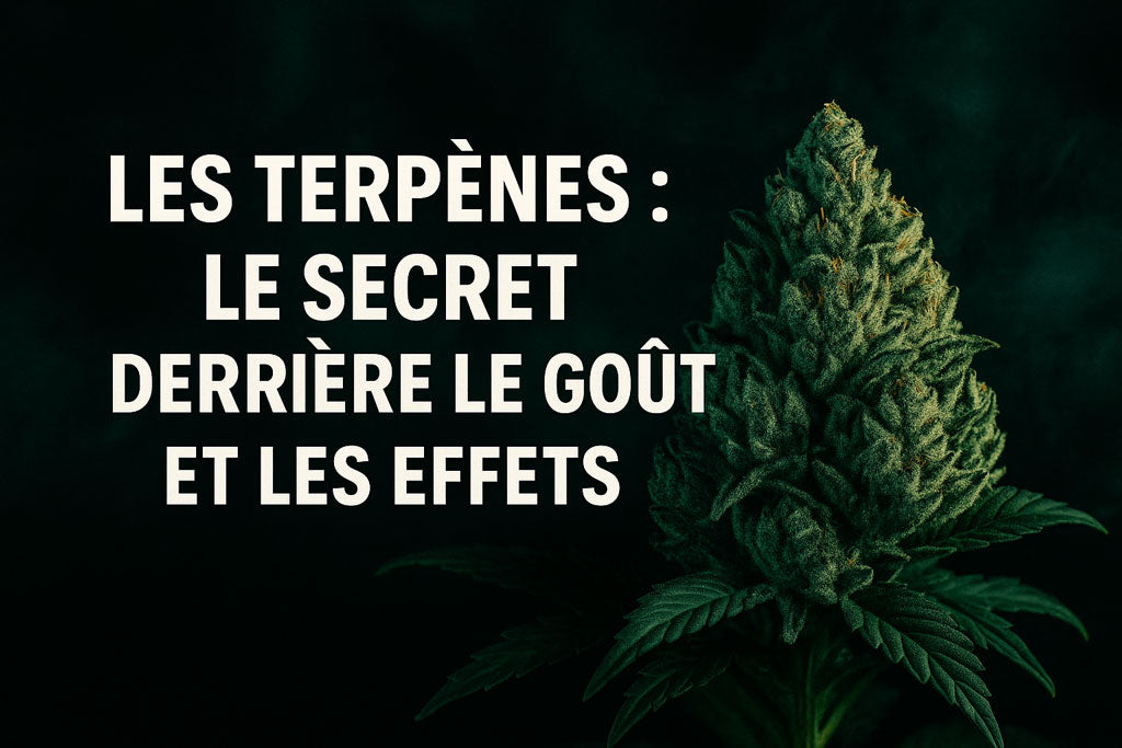 Les terpènes : le secret derrière le goût et les effets