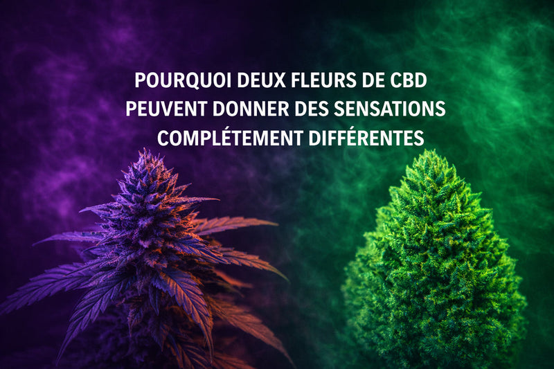 Pourquoi deux fleurs au CBD peuvent donner des sensations complètement différentes