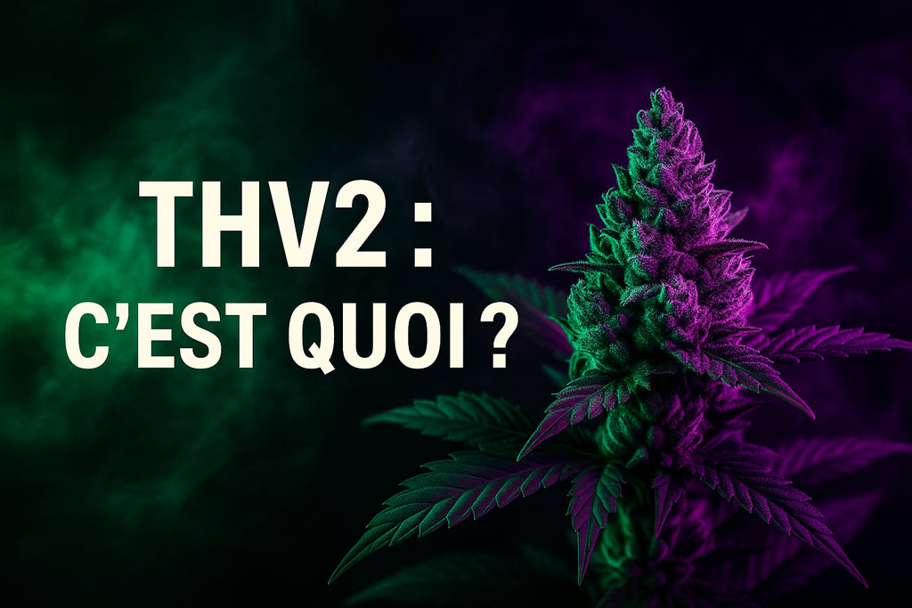 THV2 : c’est quoi ?