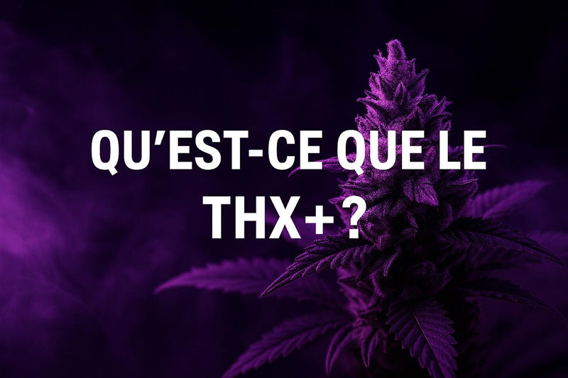 Qu'est-ce que le THX+ ?