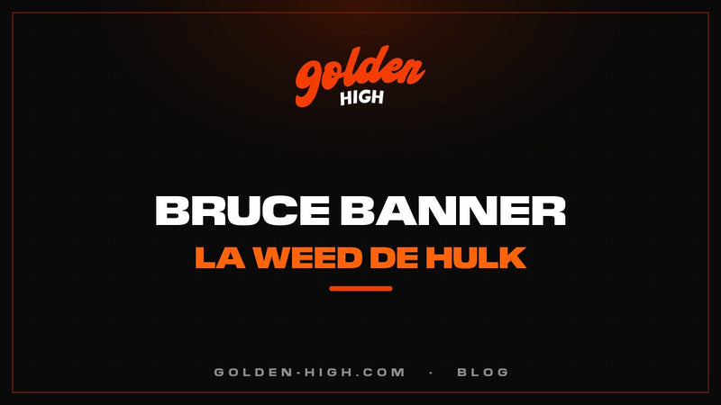 Bruce Banner weed : génétique, arômes et effets de la variété « Hulk »
