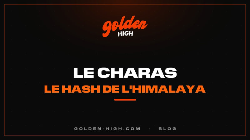 Charas : le hash frotté à la main de l'Himalaya