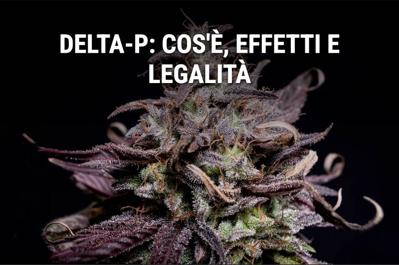 Delta-P : c'est quoi, effets et légalité