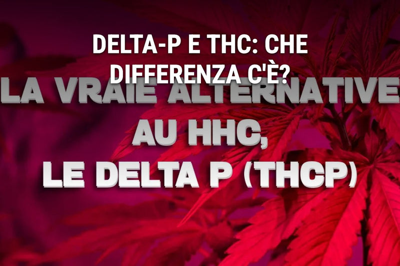 Delta-P et THC : quelle différence ?