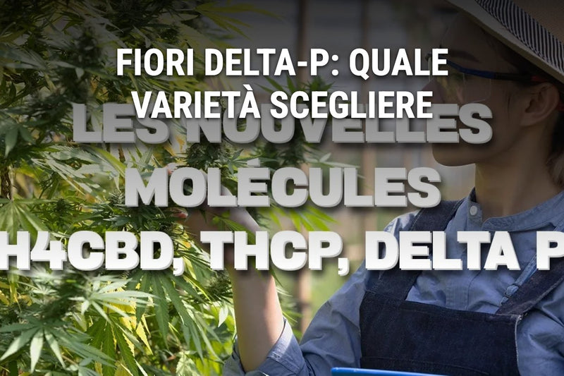 Fleurs Delta-P : quelle variété choisir ?