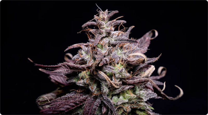 C'est quoi le Delta-P ?